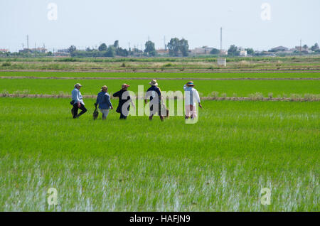 Lavoratori trapiantando pianticelle di riso, il delta del fiume Ebro, Spagna Foto Stock