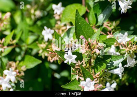 Bianco Digger nastrati Bee, Amegilla quadrifasciata. Foto scattata in Colmenar Viejo, Madrid. Spagna. Foto Stock