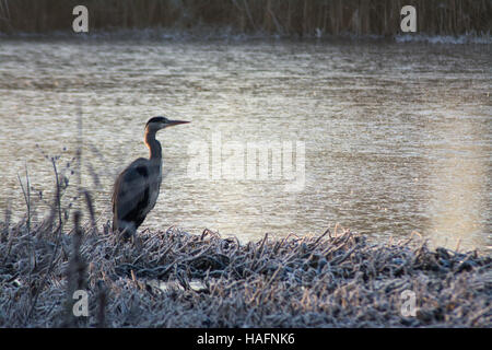 Airone cinerino (Ardea cinerea) su un gelo invernale mattina al Laghetto della flotta in Hampshire, Regno Unito Foto Stock