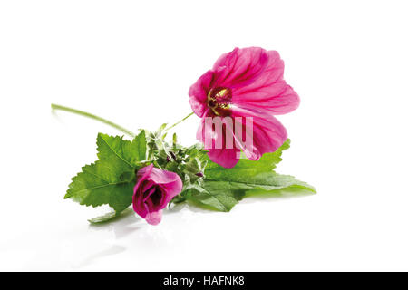 Tall malva, comuni o di malva malva selvatica (Malva sylvestri), fiore Foto Stock