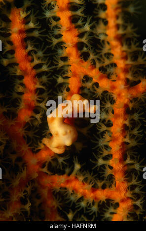Di Denise cavalluccio marino pigmeo (Hippocampus denise), Tulamben, Bali, Indonesia, sud-est asiatico Foto Stock