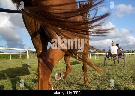 HIPPODROME DE CARRERE Race Track, LE LAMENTIN, Martinica, ANTILLE FRANCESI, Francia Foto Stock