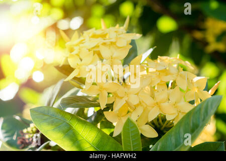 Ixora flower.giallo fiore di spike. Re Ixora blooming (Ixora chinensis). Rubiacee flower.Ixora coccinea fiore in giardino Foto Stock