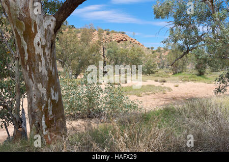 Fiume gomma rossa alberi o Eucalyptus camaldulensis lungo asciugare todd bacino del fiume nei pressi di alice springs territorio settentrionale dell'australia Foto Stock