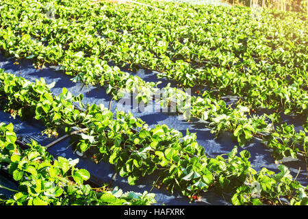 La piantagione di fragole in montagna in inverno. Foto Stock