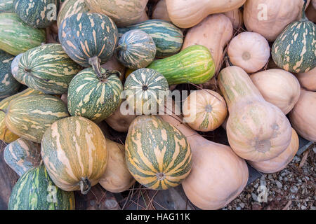 Zucche, Cucurbita argyrosperma, moschata, Butternut, maxima, cushaw Foto Stock