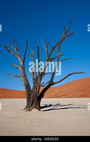 Albero pietrificato in Dead Vlei salina vicino al Sossusvlei nel deserto del Namib in Namibia Foto Stock