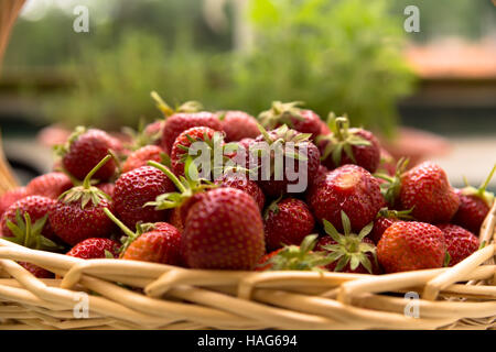 Cesto in Vimini pieno di raccolto rosso fresco fragole gustose Foto Stock