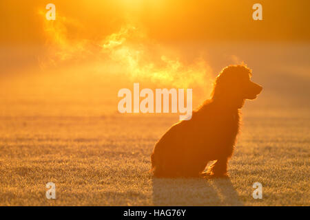 Lavorando cocker spaniel su un freddo gelido e mattina Foto Stock