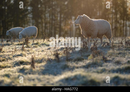 Titley, Herefordshire, Regno Unito - Mercoledì 30 Novembre 2016 - pecore benvenuti la mattina di sole dopo un freddo gelido chiara notte con temperature locali nelle zone rurali Herefordshire giù a meno di 7C ( -7C ). Foto Stock