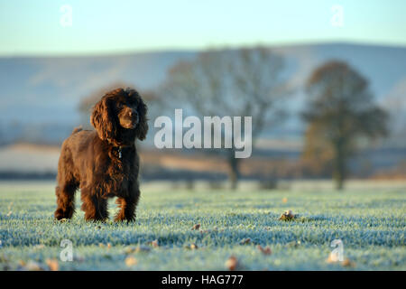 Lavorando cocker spaniel su un freddo gelido e mattina Foto Stock