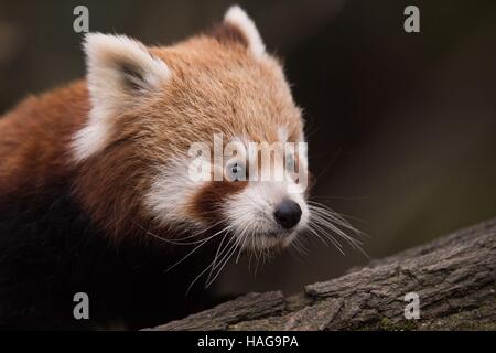 Dresden, Germania. 30 Novembre, 2016. Un panda rosso baby sorge nella sua gabbia allo zoo di Dresda, Germania, 30 novembre 2016. I tre ancora nameless giovani pandas era nato il 3 luglio 2016. Foto: Sebastian Kahnert/dpa-Zentralbild/dpa/Alamy Live News Foto Stock