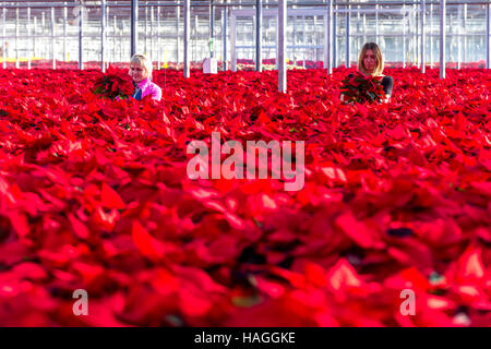 Almodington, UK. 30 Novembre, 2016. Lavoratori a Roundstone vivai, vicino a Chichester, West Sussex, tendendo alcuni dei 200.000 poinsettias per essere spediti ai negozi su tutto il territorio nazionale per il Natale. Credito: Andrew Hasson/Alamy Live News Foto Stock