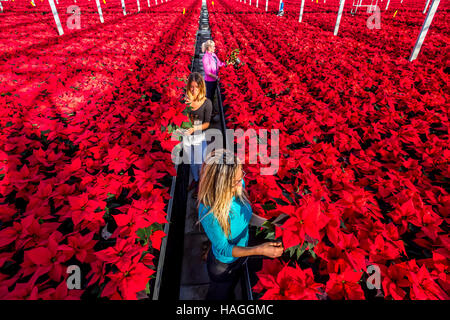 Almodington, UK. 30 Novembre, 2016. Lavoratori a Roundstone vivai, vicino a Chichester, West Sussex, tendendo alcuni dei 200.000 poinsettias per essere spediti ai negozi su tutto il territorio nazionale per il Natale. Credito: Andrew Hasson/Alamy Live News Foto Stock