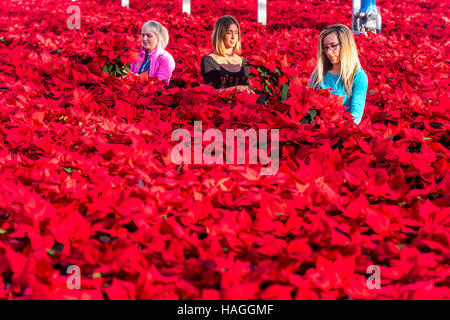 Almodington, UK. 30 Novembre, 2016. Lavoratori a Roundstone vivai, vicino a Chichester, West Sussex, tendendo alcuni dei 200.000 poinsettias per essere spediti ai negozi su tutto il territorio nazionale per il Natale. Credito: Andrew Hasson/Alamy Live News Foto Stock