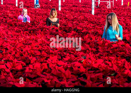 Almodington, UK. 30 Novembre, 2016. Lavoratori a Roundstone vivai, vicino a Chichester, West Sussex, tendendo alcuni dei 200.000 poinsettias per essere spediti ai negozi su tutto il territorio nazionale per il Natale. Credito: Andrew Hasson/Alamy Live News Foto Stock