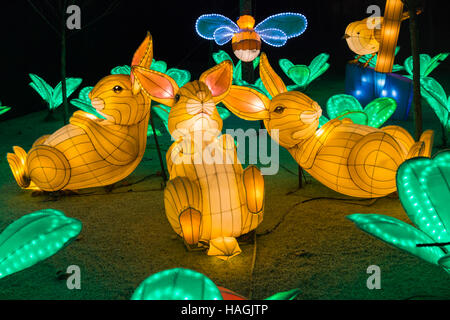 Longleat, Warminster, Wiltshire, Regno Unito. 1 dicembre 2016. Festa di Natale della luce a Longleat per celebrare il Safari Park il cinquantesimo anniversario con il tema di Beatrix Potter. Folle di visitatori accorrono per vedere le luci su un freddo pungente sera. conigliette sdraiato in giardino Credito: Carolyn Jenkins/Alamy Live News Foto Stock