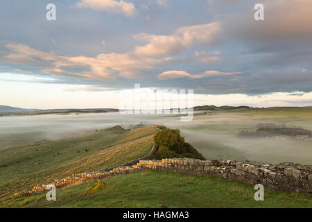 Guardando ad ovest lungo Cawfield dirupi, il vallo di Adriano, Northumberland - un'alba vista con il vapore è a bassa quota sui campi Foto Stock