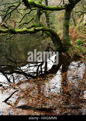 Mossy Autumn Tree riflessa in Guisecliff Tarn vicino ponte Pateley North Yorkshire, Inghilterra Foto Stock