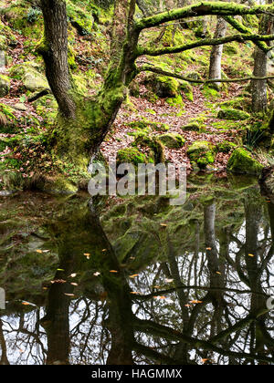 Mossy Autumn Tree riflessa in Guisecliff Tarn vicino ponte Pateley North Yorkshire, Inghilterra Foto Stock