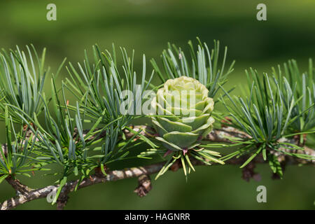 Japanische Lärche, Larix kaempferi, Larix leptolepis, Giapponese larice karamatsu, Le Mélèze du Japon Foto Stock