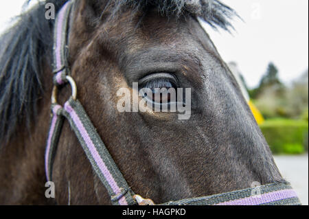 Del Cavallo chiudere occhio fino ad affrontare e copia di spazio. Foto Stock