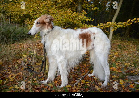 Bianco-golden cane si sta per un ritratto nella foresta di autunno. Foto Stock