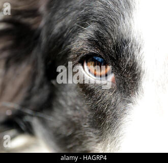 Primo piano sull'occhio destro di un bianco e nero cane cane. Il cane guarda negli occhi. Foto Stock