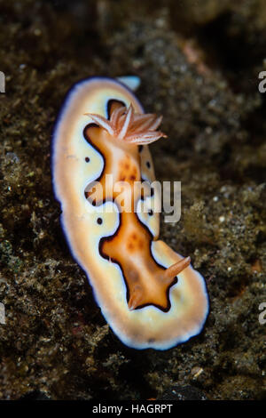 Un colorato nudibranch (Chromodoris coi) esplorare lungo il nero del fondale di sabbia nel Parco Nazionale di Komodo, Indonesia. Foto Stock