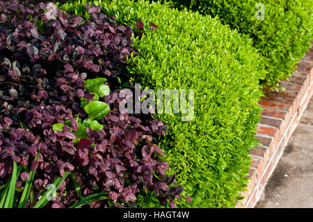 Verde e viola di piante in una zona residenziale letto floreale. Foto Stock