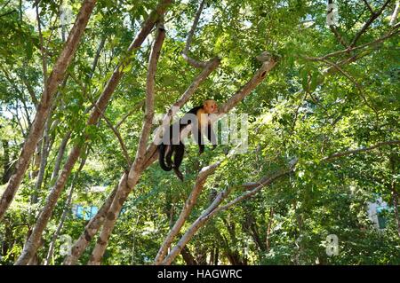 Un bianco di fronte scimmia cappuccino nel selvaggio in Costa Rica Foto Stock