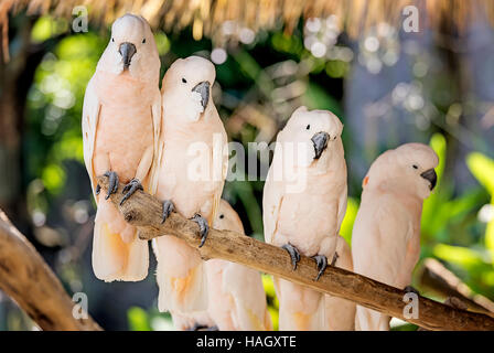 Carino il salmone-crested cockatoo sul ramo secco Foto Stock