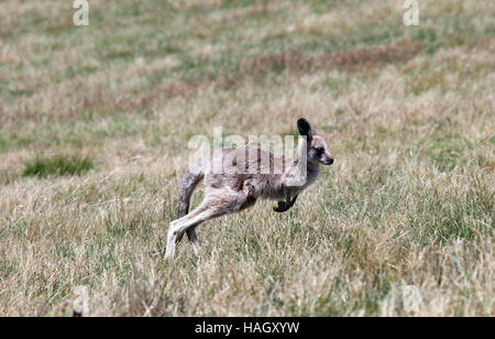 Grigio orientale i canguri nel Namadgi National Park, Australia. Foto Stock