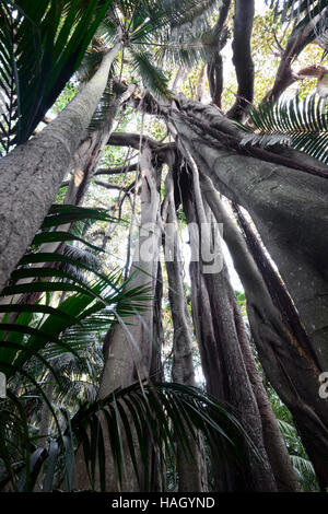 Giant Banyan Tree (Ficus macrophylla columnaris), endemico Isola di Lord Howe, Nuovo Galles del Sud, NSW, Australia Foto Stock