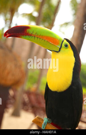 Toucan colorate sulla spiaggia, Cancun Riviera Maya, Yucatán Penisola, Quintana Roo, Messico. Foto Stock