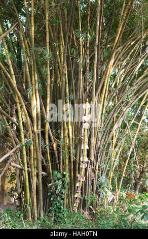 Selvatica di alberi di bamboo Foto Stock