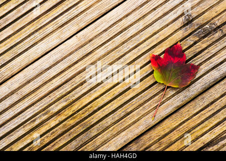 Unica foglia di Acer Rubrum ottobre su Gloria weathered assicelle di supporto. Foto Stock