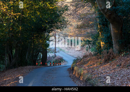 Strada di campagna avvolgimento attraverso la nuova foresta, Hampshire, Regno Unito. Foto Stock