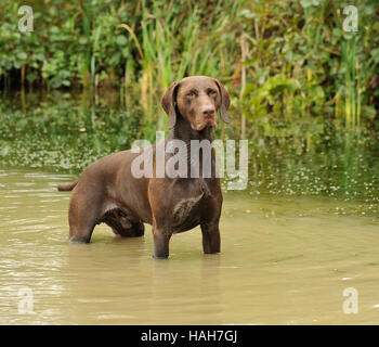 Il tedesco shorthaired puntatore Foto Stock