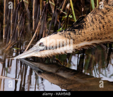 Close up di un Botaurus stellaris la pesca tra i canneti, Suffolk Foto Stock