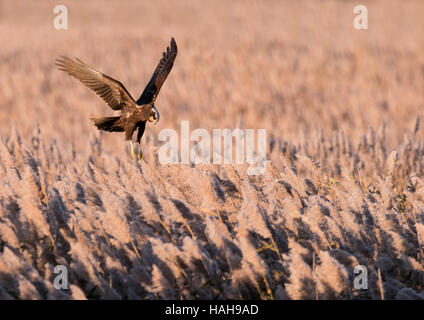 Una femmina di Falco di palude (Circus aeruginosus) passando sulla preda su un Suffolk reedbed Foto Stock