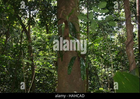 Asplenium nidus, Bird's-nest fern, nido fern. Morne Seychellois National Park. Isola di Mahe. Foto Stock