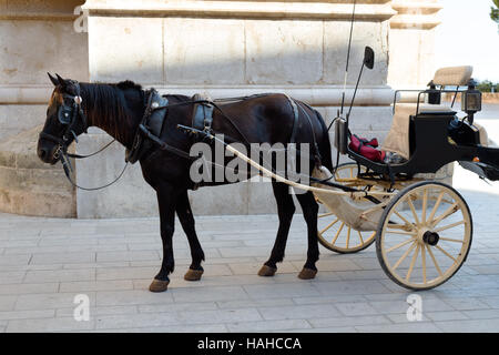 Cavallo nel cablaggio vicino alla parete Foto Stock