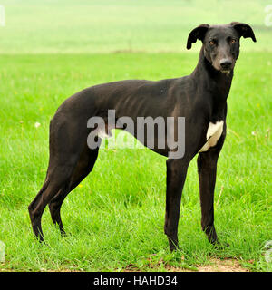 Lurcher Foto Stock