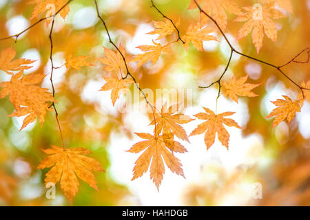 Giapponese acero golden Foglie di autunno Foto Stock