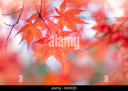 Giapponese acero rosso e arancio Foglie di autunno Foto Stock