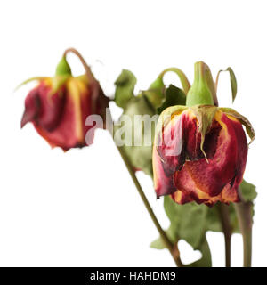 Rosa appassita oltre il bianco sullo sfondo isolato Foto Stock