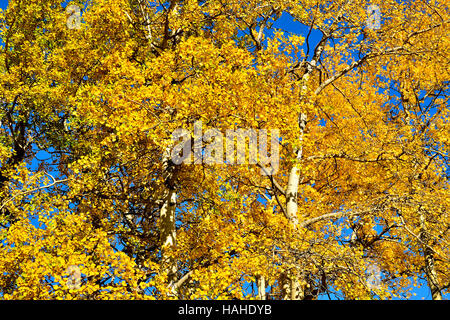 Guardando verso l'alto alto aspen alberi con foglie girando il giallo di autunno Foto Stock