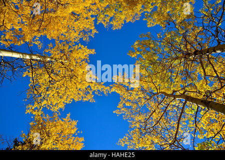 Guardando il giallo tree tops contro il cielo blu e chiaro. Foto Stock