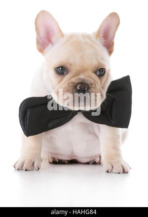 Adorabili fawn bulldog francese cucciolo indossando un bow tie su sfondo bianco Foto Stock